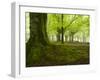 Beech Forest, Urkiola Natural Park, Biscay Province, Basque Country, Spain-Prisma-Framed Photographic Print