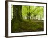 Beech Forest, Urkiola Natural Park, Biscay Province, Basque Country, Spain-Prisma-Framed Photographic Print