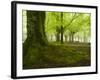 Beech Forest, Urkiola Natural Park, Biscay Province, Basque Country, Spain-Prisma-Framed Photographic Print