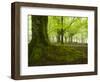 Beech Forest, Urkiola Natural Park, Biscay Province, Basque Country, Spain-Prisma-Framed Photographic Print