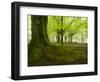 Beech Forest, Urkiola Natural Park, Biscay Province, Basque Country, Spain-Prisma-Framed Photographic Print