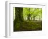 Beech Forest, Urkiola Natural Park, Biscay Province, Basque Country, Spain-Prisma-Framed Photographic Print