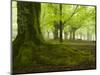 Beech Forest, Urkiola Natural Park, Biscay Province, Basque Country, Spain-Prisma-Mounted Photographic Print