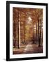 Beech Forest, Way, Autumn-Thonig-Framed Photographic Print