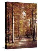 Beech Forest, Way, Autumn-Thonig-Stretched Canvas