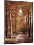 Beech Forest, Way, Autumn-Thonig-Mounted Photographic Print