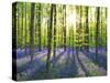 Beech forest with bluebells, Belgium-Frank Krahmer-Stretched Canvas