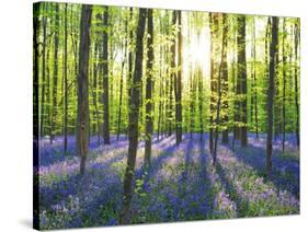 Beech forest with bluebells, Belgium-Frank Krahmer-Stretched Canvas