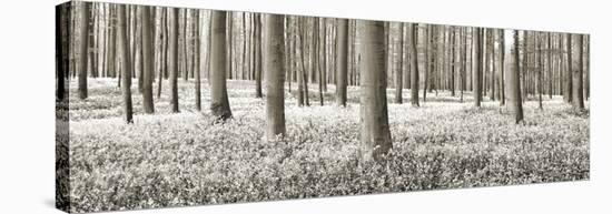 Beech forest with bluebells, Belgium-Frank Krahmer-Stretched Canvas