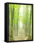 Beech Forest-null-Framed Stretched Canvas