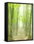 Beech Forest-null-Framed Stretched Canvas