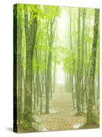 Beech Forest-null-Stretched Canvas