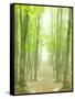 Beech Forest-null-Framed Stretched Canvas