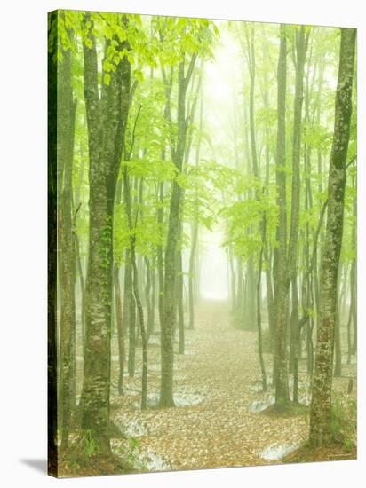 Beech Forest-null-Stretched Canvas