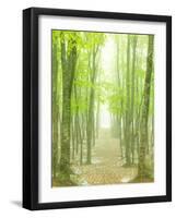 Beech Forest-null-Framed Premium Photographic Print