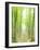 Beech Forest-null-Framed Premium Photographic Print