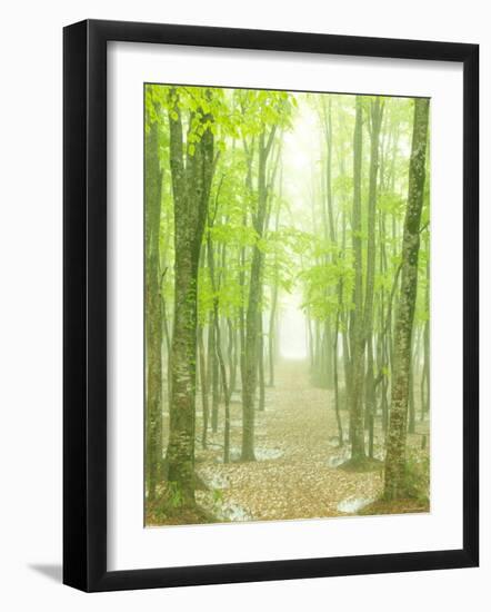 Beech Forest-null-Framed Premium Photographic Print