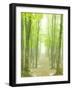 Beech Forest-null-Framed Premium Photographic Print