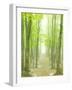 Beech Forest-null-Framed Premium Photographic Print