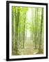 Beech Forest-null-Framed Premium Photographic Print