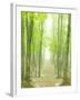 Beech Forest-null-Framed Photographic Print