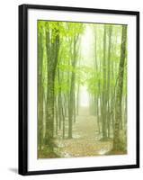 Beech Forest-null-Framed Photographic Print