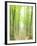 Beech Forest-null-Framed Photographic Print