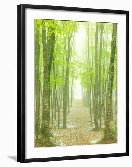 Beech Forest-null-Framed Photographic Print