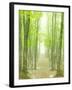 Beech Forest-null-Framed Photographic Print