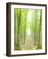 Beech Forest-null-Framed Photographic Print