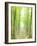 Beech Forest-null-Framed Photographic Print