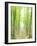 Beech Forest-null-Framed Photographic Print