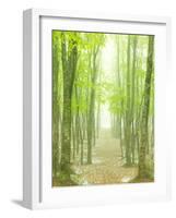 Beech Forest-null-Framed Photographic Print