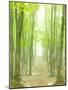 Beech Forest-null-Mounted Photographic Print