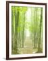 Beech Forest-null-Framed Photographic Print