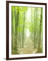 Beech Forest-null-Framed Photographic Print