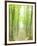 Beech Forest-null-Framed Photographic Print