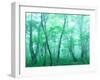 Beech Forest-null-Framed Photographic Print