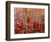 Beech forest-Marco Carmassi-Framed Photographic Print