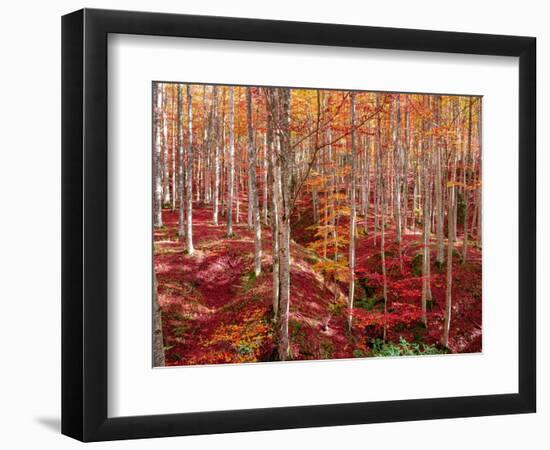 Beech forest-Marco Carmassi-Framed Photographic Print