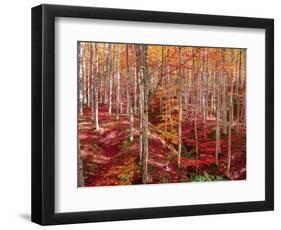 Beech forest-Marco Carmassi-Framed Photographic Print