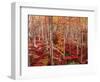 Beech forest-Marco Carmassi-Framed Photographic Print