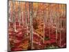 Beech forest-Marco Carmassi-Mounted Photographic Print