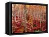 Beech forest-Marco Carmassi-Framed Stretched Canvas