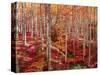 Beech forest-Marco Carmassi-Stretched Canvas