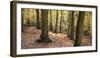 Beech Glade I-Bill Philip-Framed Giclee Print