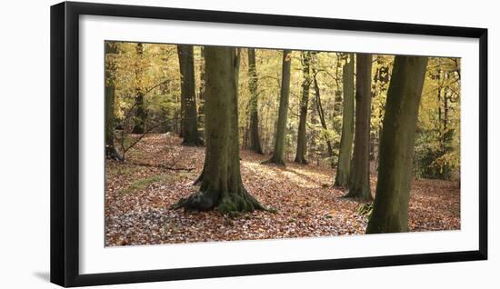 Beech Glade I-Bill Philip-Framed Giclee Print