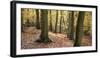 Beech Glade I-Bill Philip-Framed Giclee Print