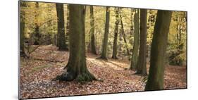 Beech Glade I-Bill Philip-Mounted Giclee Print