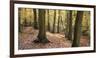 Beech Glade I-Bill Philip-Framed Giclee Print